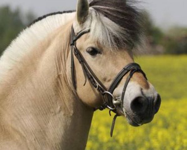 stallion Kjarson (Fjord Horse, 1997, from Kvest Halsnæs) stallion Kjarson (Fjord Horse, 1997, from Kvest Halsnæs)