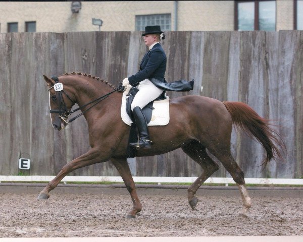 dressage horse Ravenna 326 (Trakehner, 2001, from Napoleon Quatre)