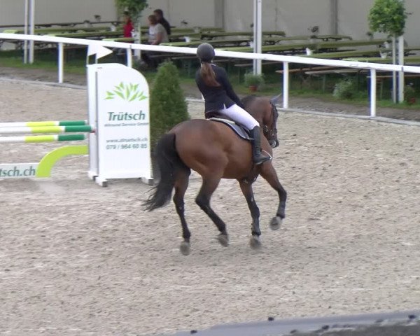 Reitturnier Bülach 2022
