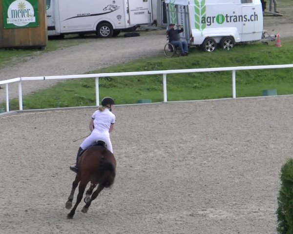 Reitturnier Bülach 2022