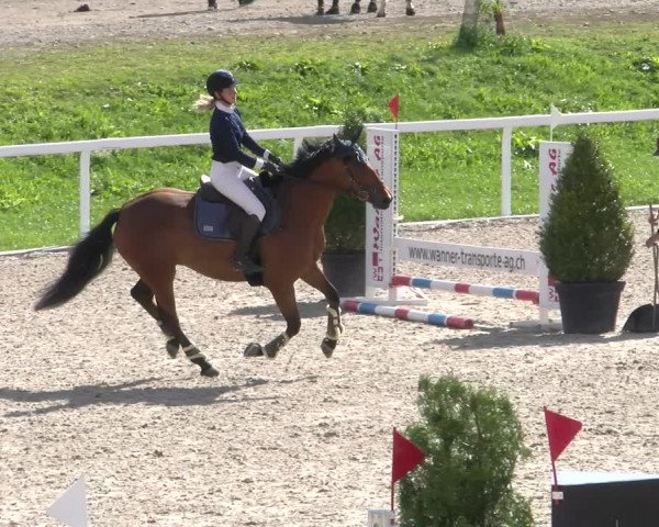 Reitturnier Bülach 2022