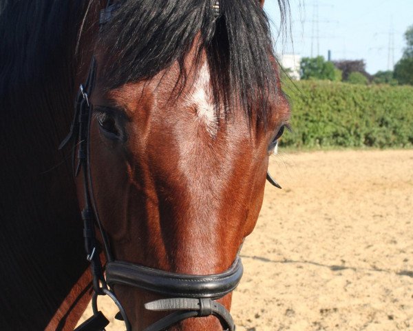 dressage horse Donbay (Oldenburg, 2002, from Donatelli I)