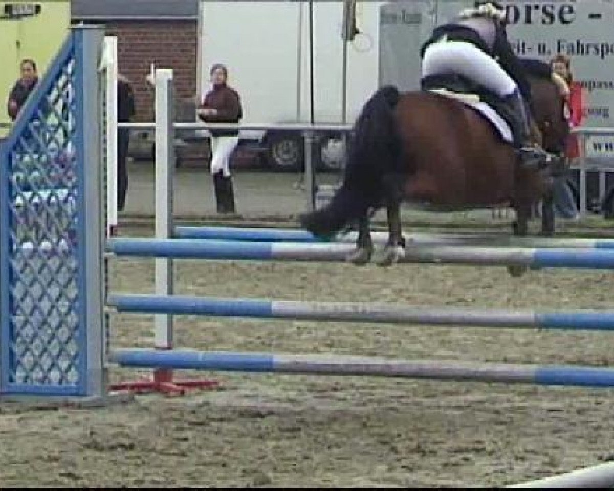 Dressage horse DeeJay 2 (Westphalian,  )