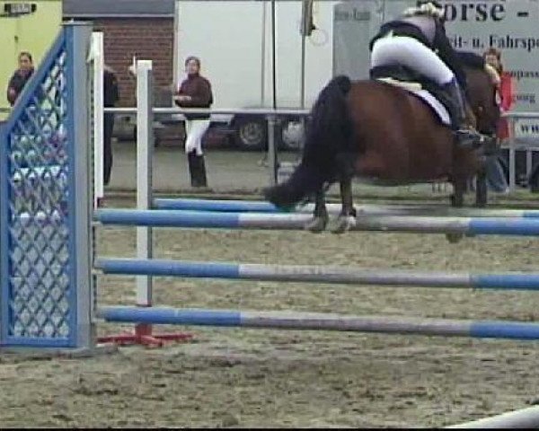 dressage horse DeeJay 2 (Westphalian,  )
