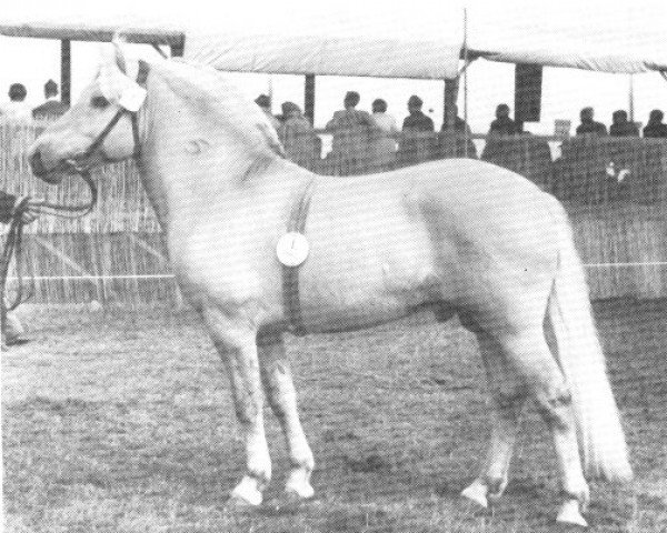 stallion Stormarn K (SH) 338 (Fjord Horse, 1965, from Steen SH 285)