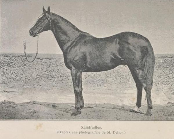 Deckhengst Xaintrailles xx (Englisches Vollblut, 1882, von Flageolet xx) Deckhengst Xaintrailles xx (Englisches Vollblut, 1882, von Flageolet xx)