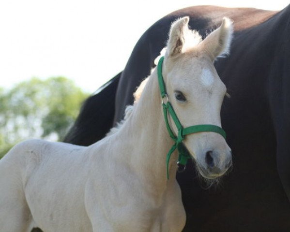 dressage horse Mc Rox Baron (KWPN (Royal Dutch Sporthorse), 2014, from Mc Jonnas)
