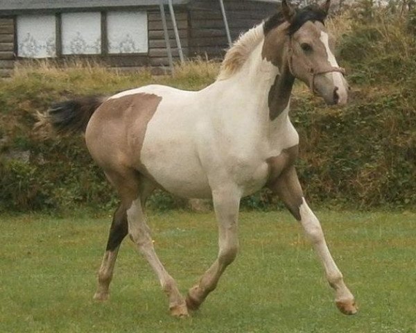 Pferd McJester (Nederlands Rijpaarden en Pony, 2011, von McJonnas)