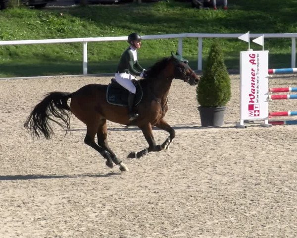 Reitturnier Bülach 2022