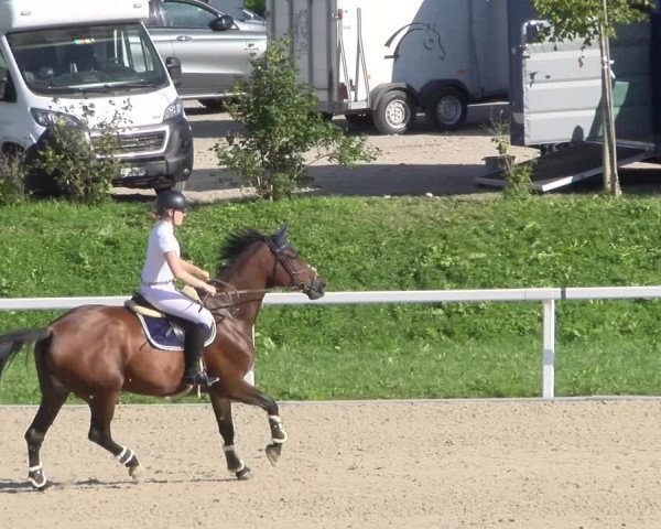 Reitturnier Bülach 2022