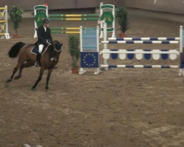broodmare Lisalotta 3 (Oldenburg show jumper, 2005, from Landor S)
