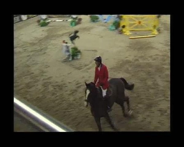 jumper Eastwood (Westphalian, 1996, from Escudo I)