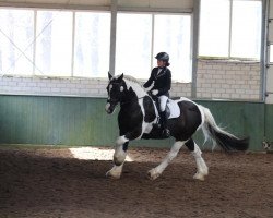 Dressurpferd Hannes 173 (unbekannt, 2009)