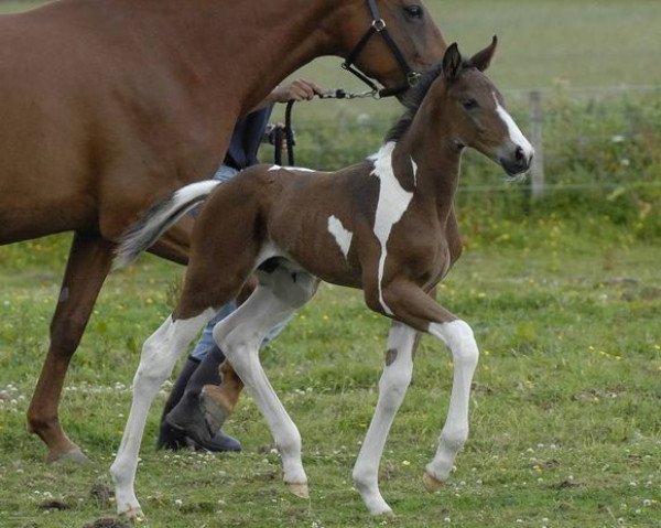 horse Solaris Fizzinno (Scottish Sports Horse, 2010, from Solaris Buenno)