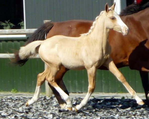 horse Zoltois Art (KWPN (Royal Dutch Sporthorse), 2012, from McJonnas)