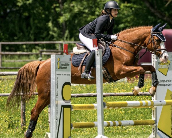jumper Falkenhofs Ecestella (German Riding Pony, 2003, from Marduc)