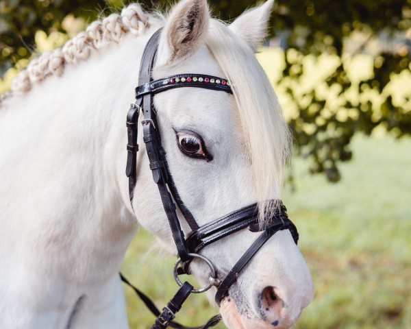 broodmare Spoorzicht's Happiness (Welsh mountain pony (SEK.A), 2012, from Eppynt Quick Silver) broodmare Spoorzicht's Happiness (Welsh mountain pony (SEK.A), 2012, from Eppynt Quick Silver)