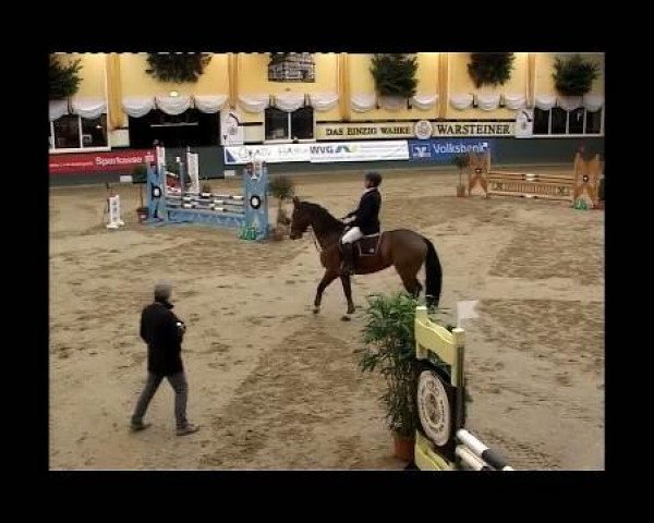 Cavallo da salto Alennice (Westfale, 2005, di Amantus) Cavallo da salto Alennice (Westfale, 2005, di Amantus)