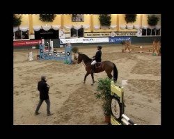 Springpferd Alennice (Westfale, 2005, von Amantus)