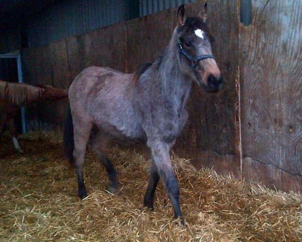 horse Raphaela’s Pik'azzo (British Sport Horse, 2012, from McJonnas)
