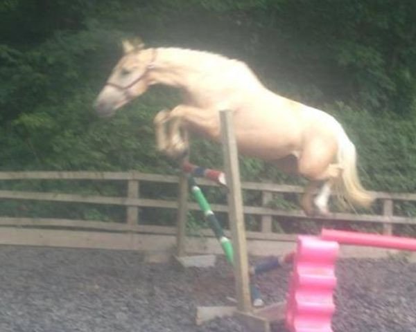 broodmare Eva (British Sport Horse, 2009, from McJonnas)