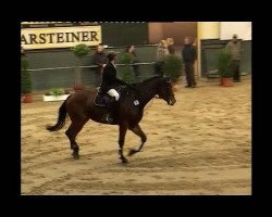 Zuchtstute Lotta 166 (Westfale, 2005, von Hengst von Langenhagen / Argentinus)