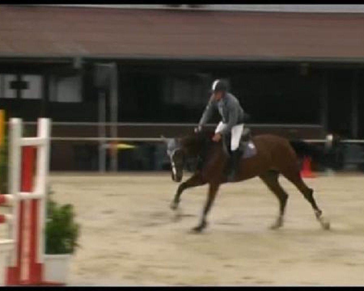 jumper Zora NT (Holsteiner, 2007, from Contender)