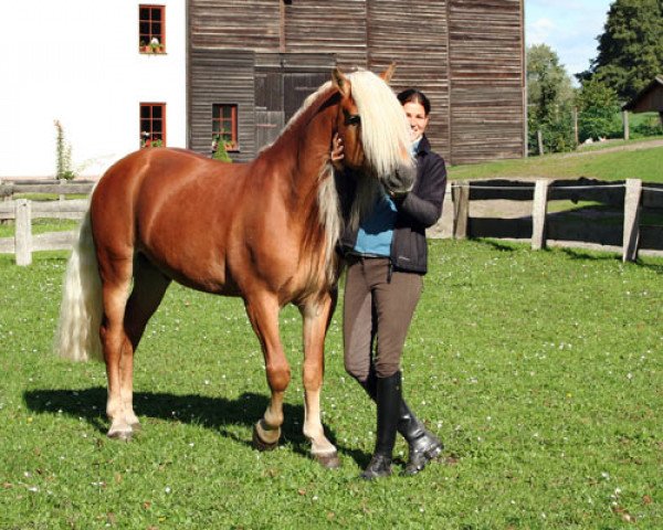 stallion Nordlicht (Haflinger, 2002, from Nobelstar)
