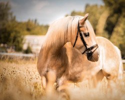 horse Nevados Oro (Haflinger, 2013)