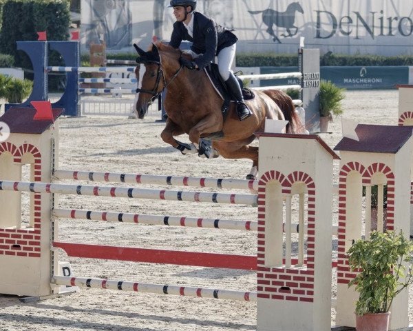 Springpferd Ulissa (Sella Italiano, 2013, von Babalou de Ligny) Springpferd Ulissa (Sella Italiano, 2013, von Babalou de Ligny)