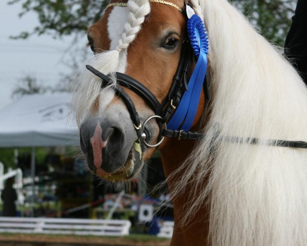 stallion Wildberg (Haflinger, 2002, from 1295 Wildmoos) stallion Wildberg (Haflinger, 2002, from 1295 Wildmoos)