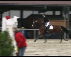 Springpferd Heralie (Oldenburger, 2003, von Heraldik xx)