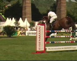 jumper Cuore 3 (Swiss Warmblood, 2003, from Carnute)