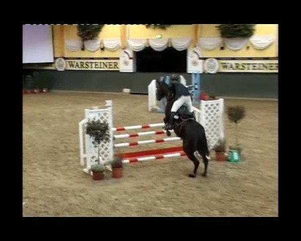 jumper Calimera 39 (Westphalian, 2005, from Camirez L)