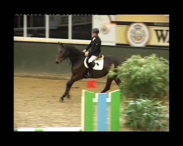 jumper Cincinatti 17 (Westphalian, 2007, from Cordobes I)