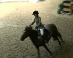 jumper Ramona 1056 (Little German Riding Horse, 2005)