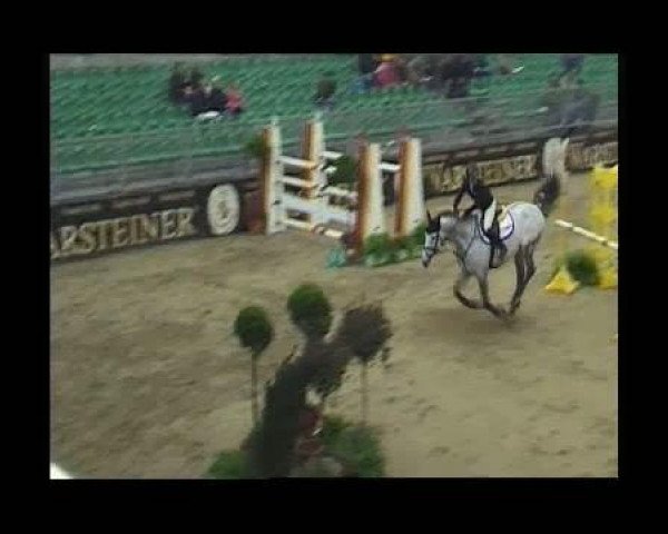 dressage horse Wembley (KWPN (Royal Dutch Sporthorse), 2003, from Silverstone)
