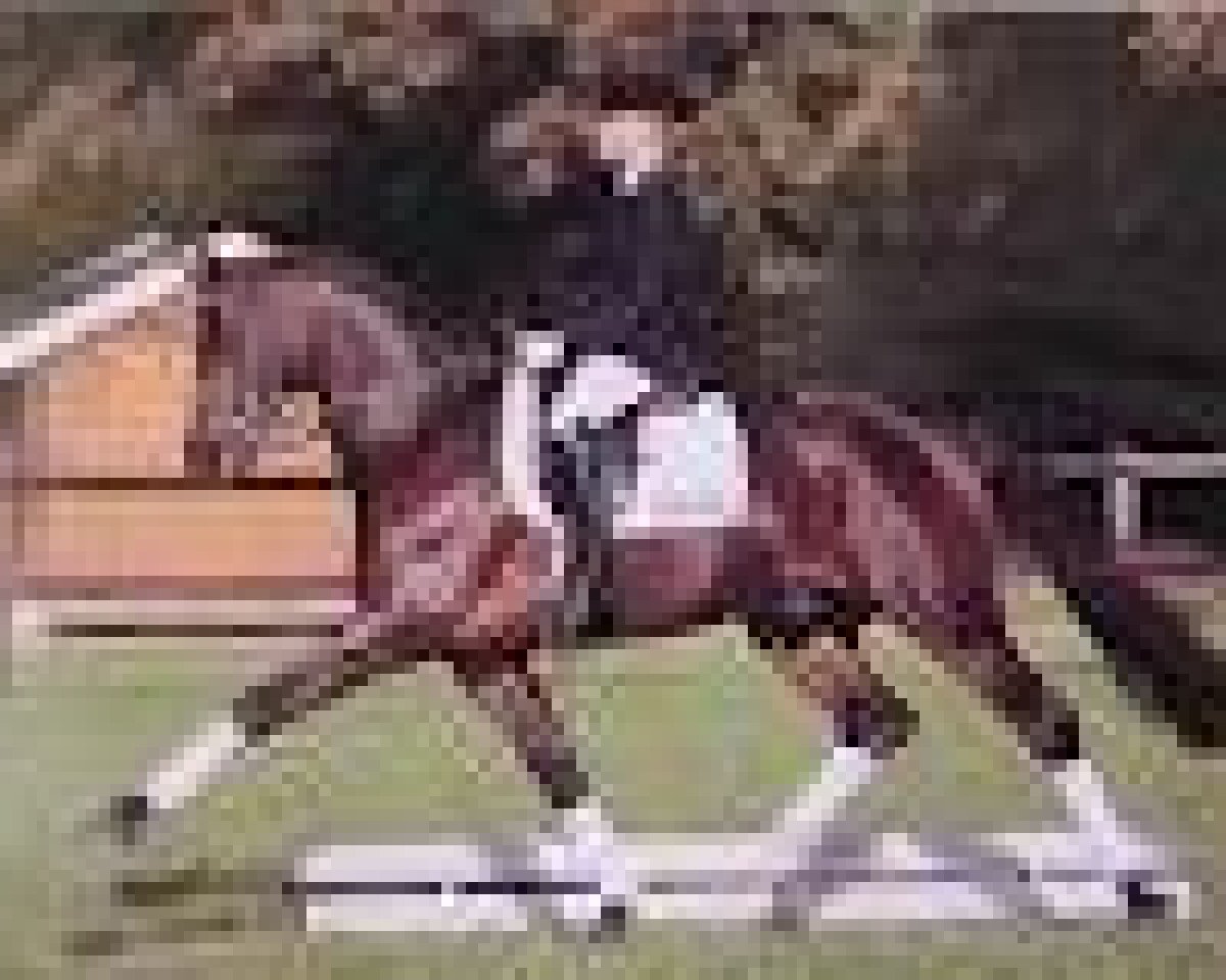 stallion Ruiz Soler (Oldenburg, 1996, from Rubinstein I)