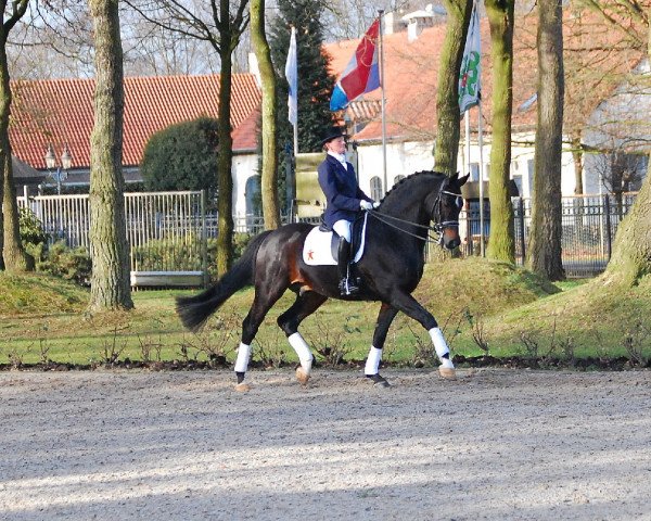 stallion Prinz Pablo (Oldenburg, 1993, from Pablo) stallion Prinz Pablo (Oldenburg, 1993, from Pablo)