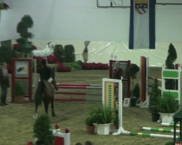 jumper Elina 43 (German Riding Pony, 1995, from Eldorrado)