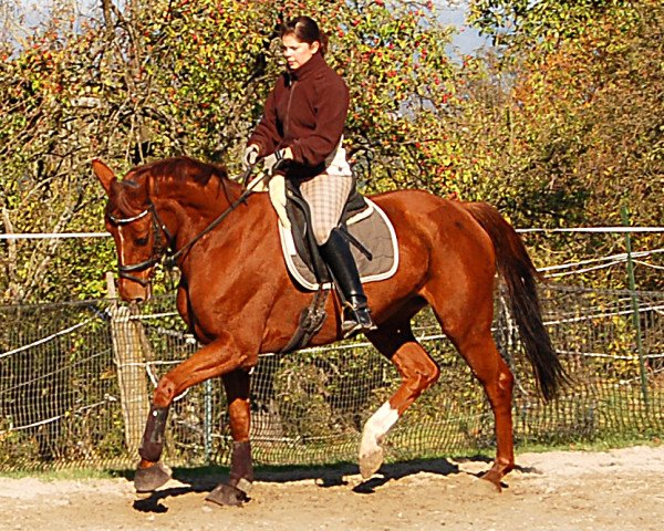 broodmare Worldness (Hanoverian, 2006, from Worldly I)