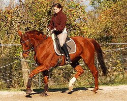 broodmare Worldness (Hanoverian, 2006, from Worldly I)