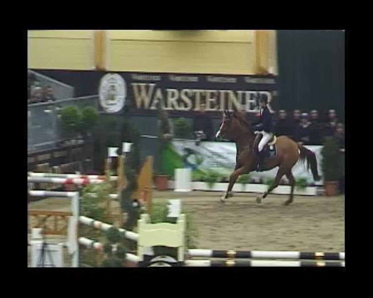 Springpferd David (Hannoveraner, 2001, von Dacaprio)