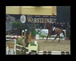 Springpferd David (Hannoveraner, 2001, von Dacaprio)