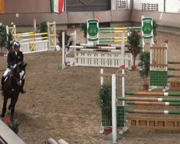 stallion Cagancho (Holsteiner, 1997, from Calido I)