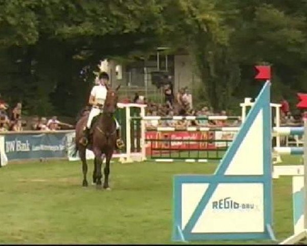 jumper Caprioso 2 (Holsteiner, 2000, from BB Carvallo)