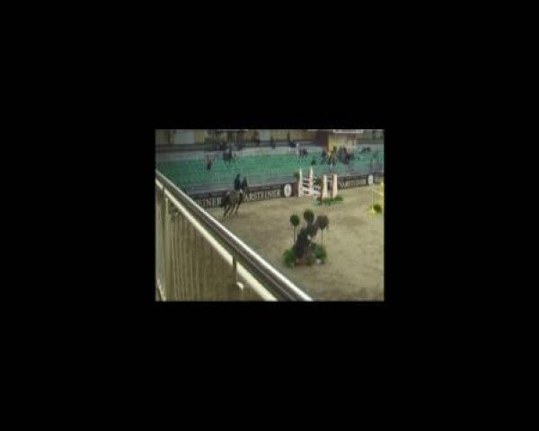 Dressurpferd Chico (Deutsches Reitpony, 1985, von Forge Cirrus)