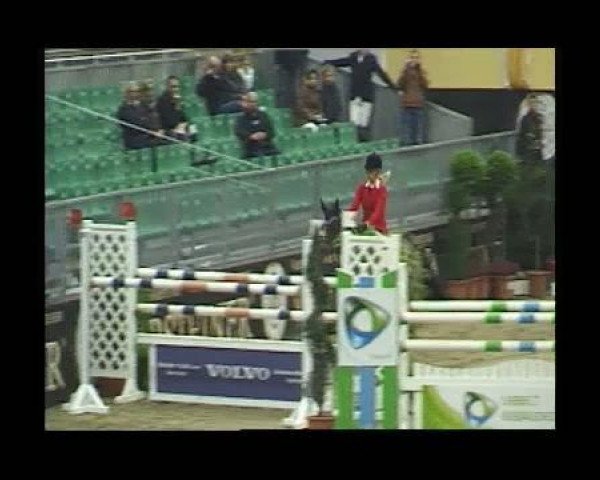 broodmare Woman 11 (KWPN (Royal Dutch Sporthorse), 2003, from Chin Chin)