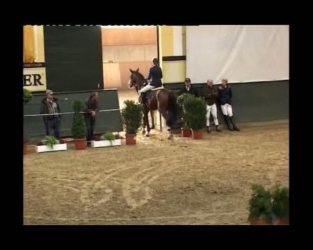 stallion Pilgrims Son (Westphalian, 2006, from Pilgrim)