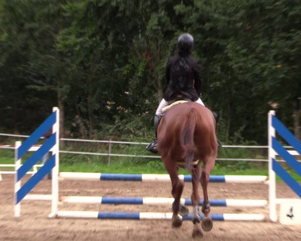 Reitturnier Lgl.-Oberhain, B95 2022